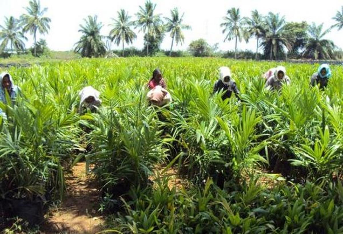 Horticulture Development in Bangaru Telangana